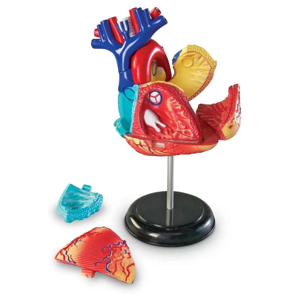 Anatomy Model - Heart - Learning Resources