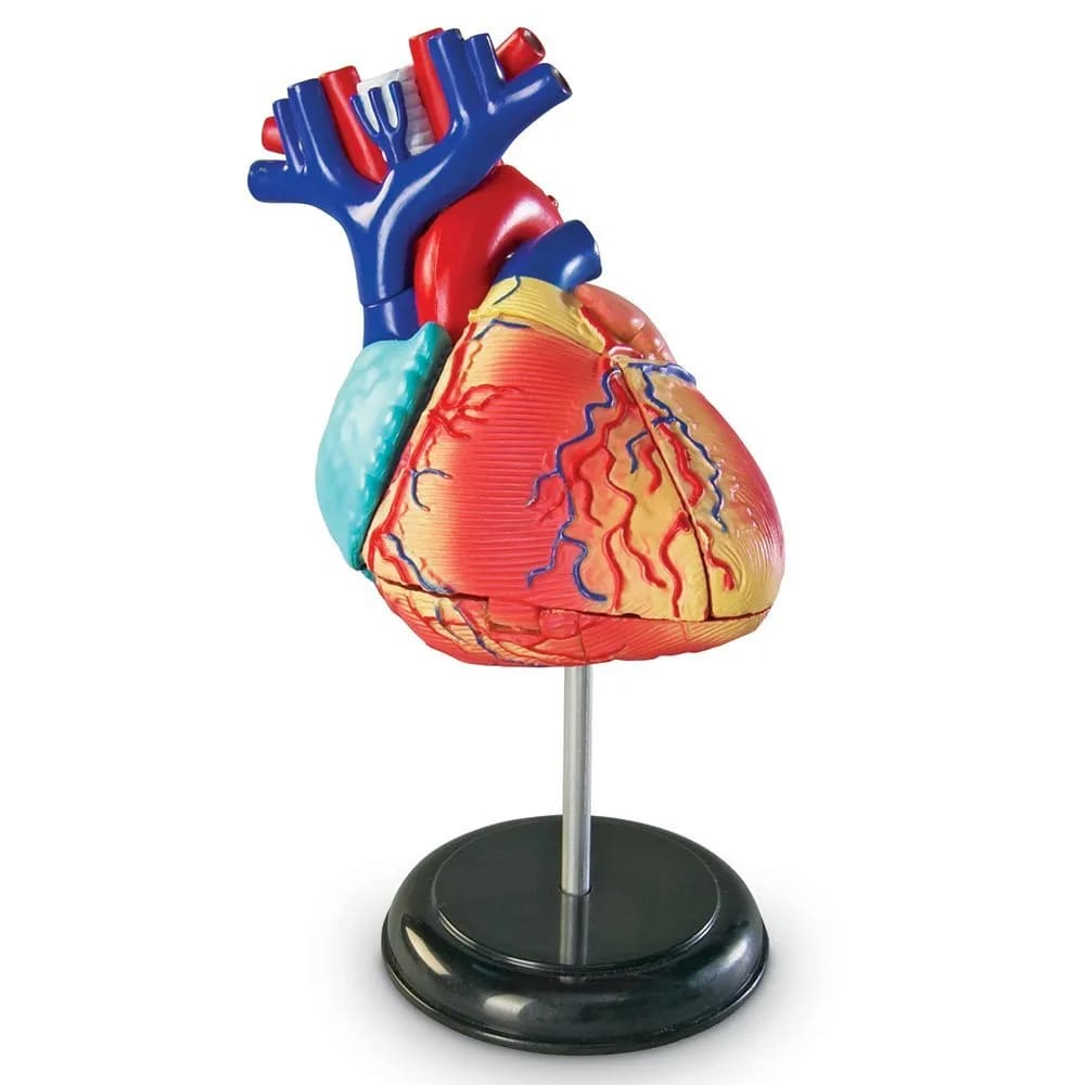 Anatomy Model - Heart - Learning Resources