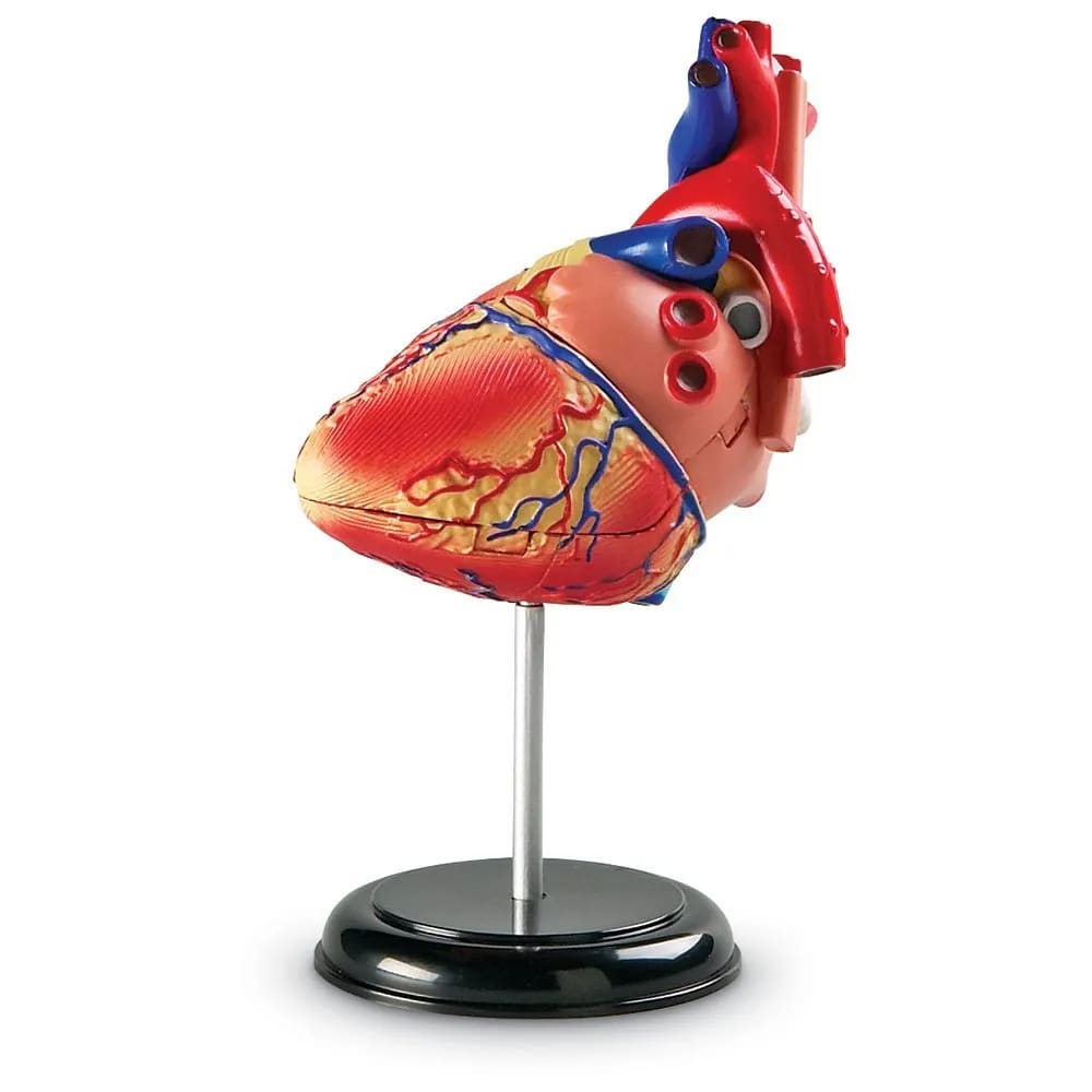 Anatomy Model - Heart - Learning Resources