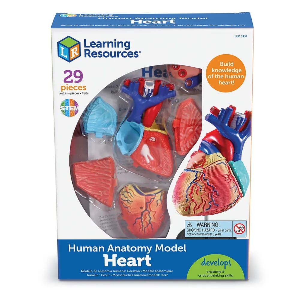 Anatomy Model - Heart - Learning Resources