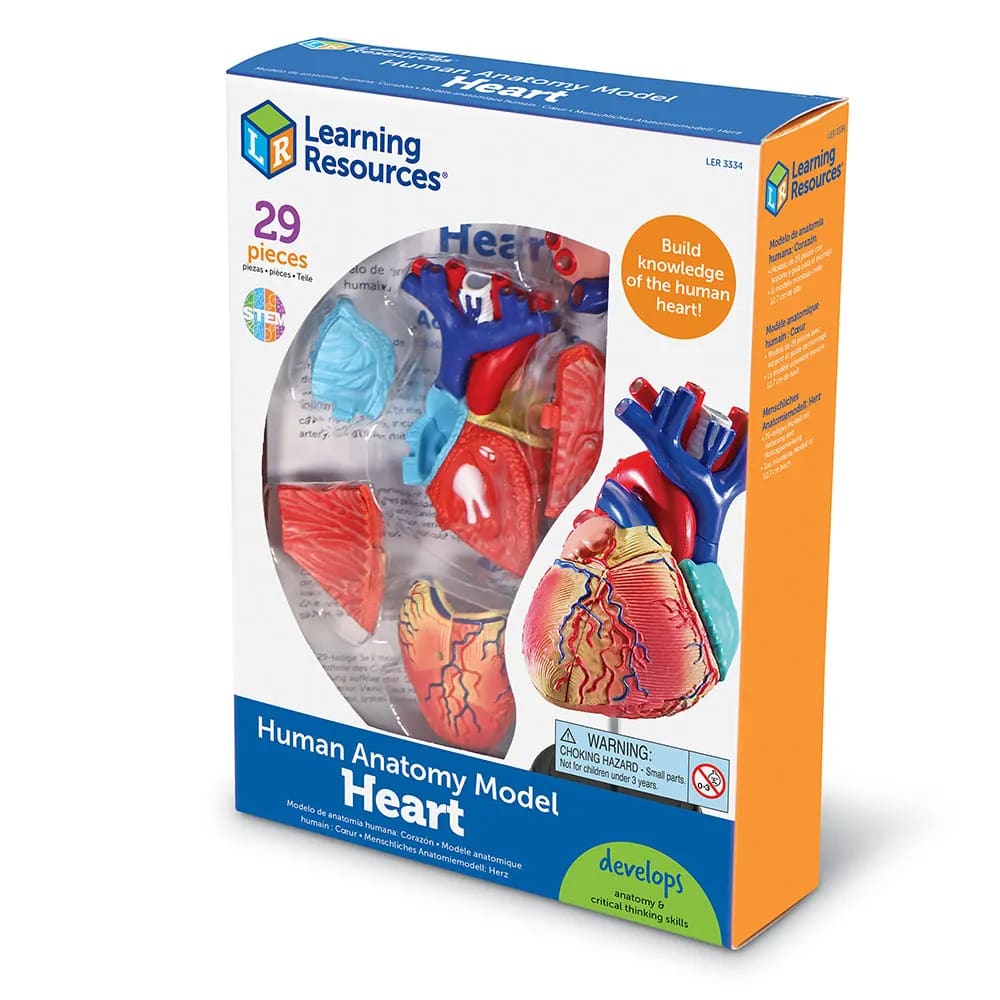 Anatomy Model - Heart - Learning Resources