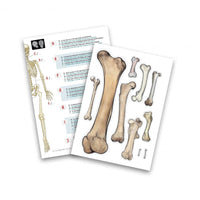 Buki Skeleton 45cm - Halilit