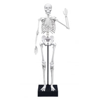 Buki Skeleton 45cm - Halilit