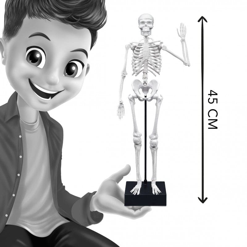 Buki Skeleton 45cm - Halilit