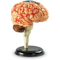 Learning Resources Brain Anatomy Model - 765023033359