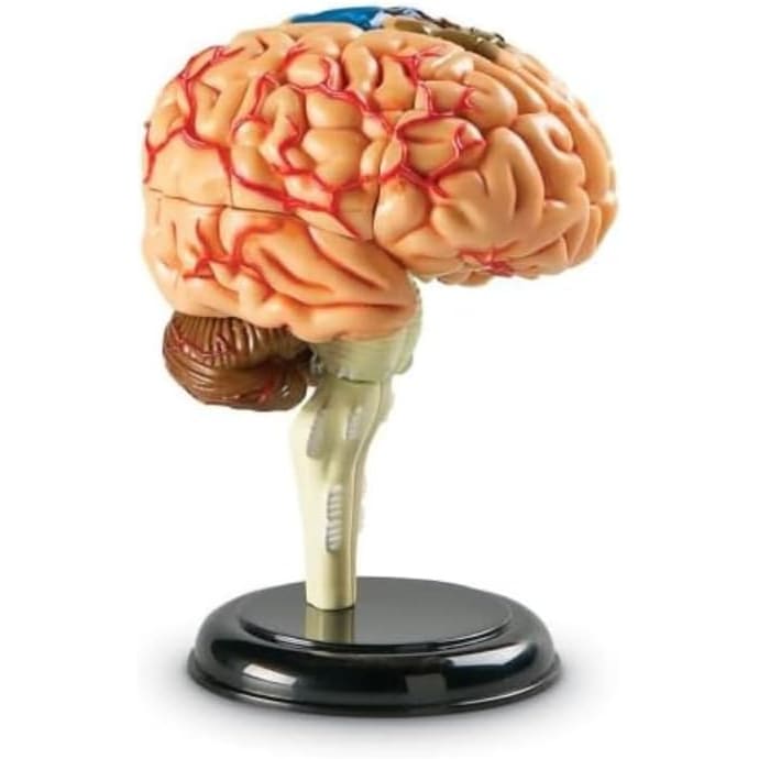 Learning Resources Brain Anatomy Model - 765023033359