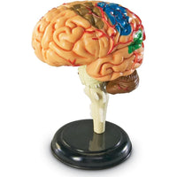 Learning Resources Brain Anatomy Model - 765023033359